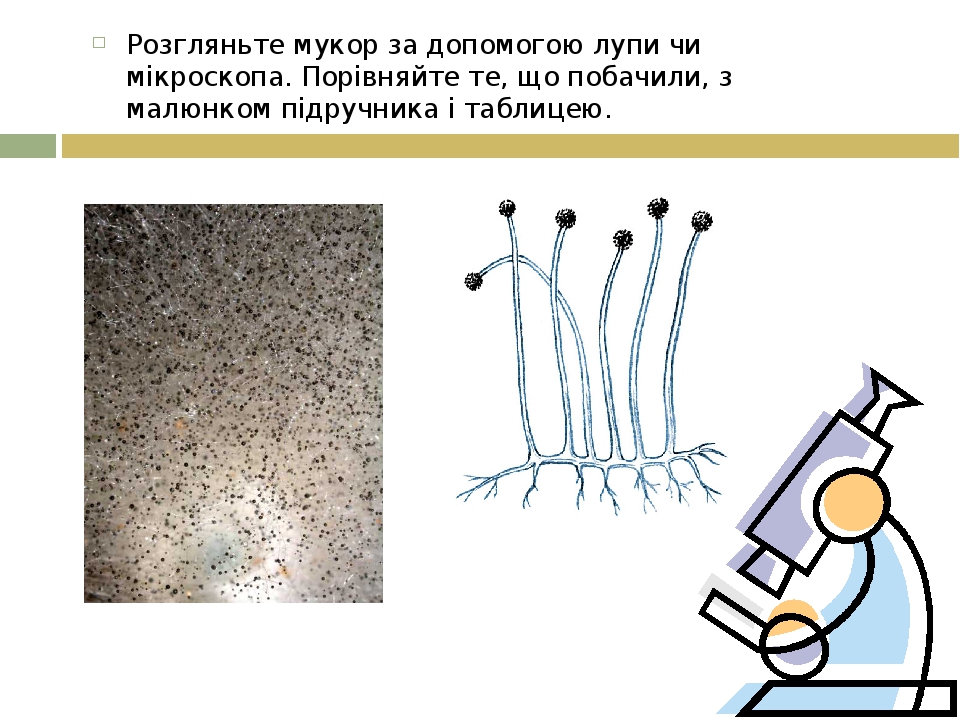 Рисунок мукор под микроскопом