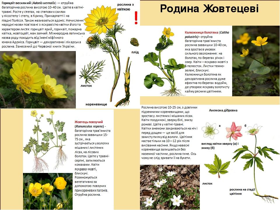 Родина Жовтецеві