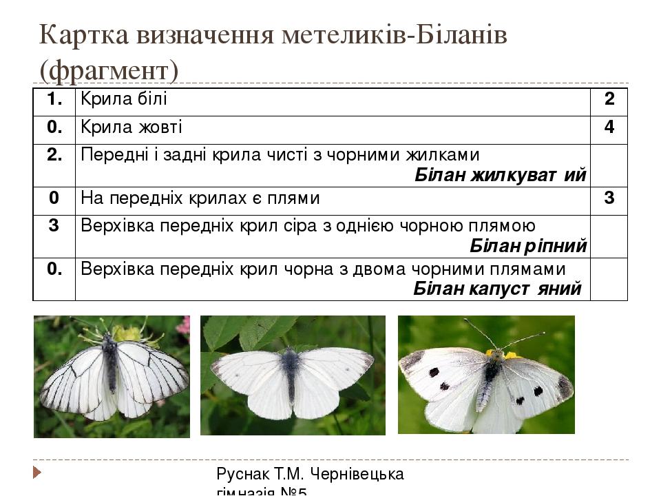 Картка визначення метеликів-Біланів (фрагмент) Руснак Т.М. Чернівецька гімназія №5 1. Крила білі 2 0. Крила жовті 4 2. Передні і задні крила чисті ...