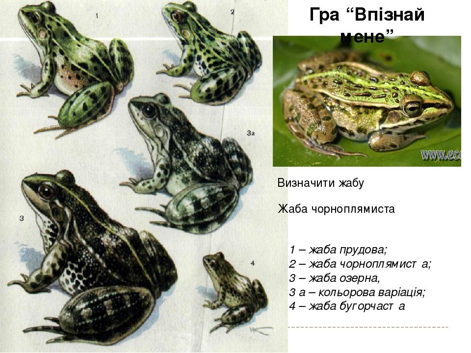 1 – жаба прудова; 2 – жаба чорноплямиста; 3 – жаба озерна, 3 а – кольорова варіація; 4 – жаба бугорчаста Визначити жабу Жаба чорноплямиста Гра “Впі...