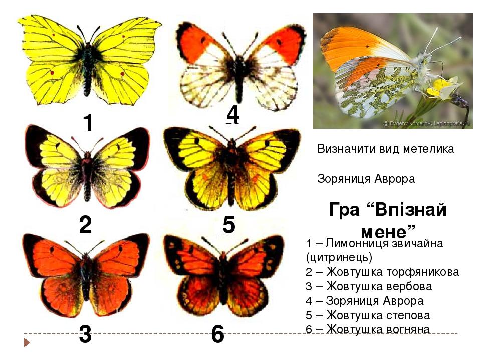1 – Лимонниця звичайна (цитринець) 2 – Жовтушка торфяникова 3 – Жовтушка вербова 4 – Зоряниця Аврора 5 – Жовтушка степова 6 – Жовтушка вогняна 1 3 ...
