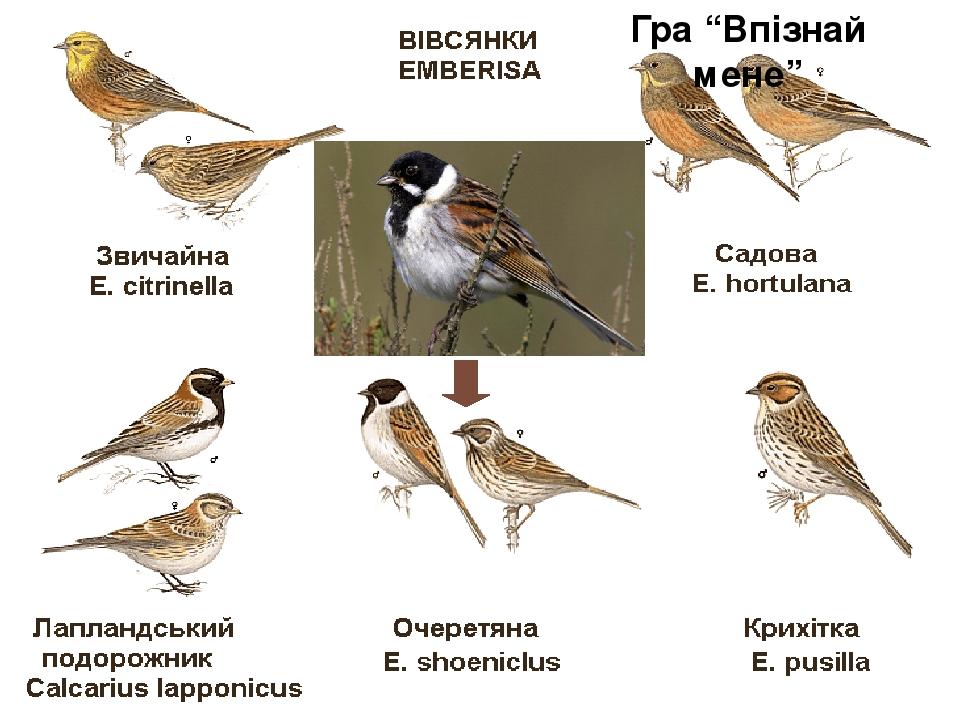 Гра “Впізнай мене”