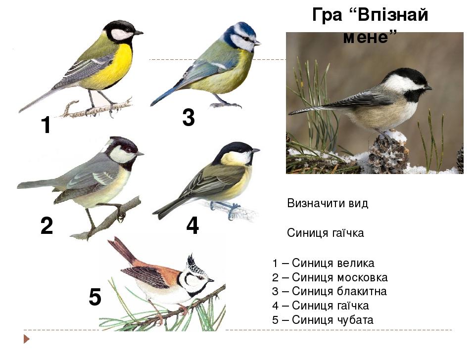 1 2 5 4 3 1 – Синиця велика 2 – Синиця московка 3 – Синиця блакитна 4 – Синиця гаїчка 5 – Синиця чубата Визначити вид Синиця гаїчка Гра “Впізнай мене”