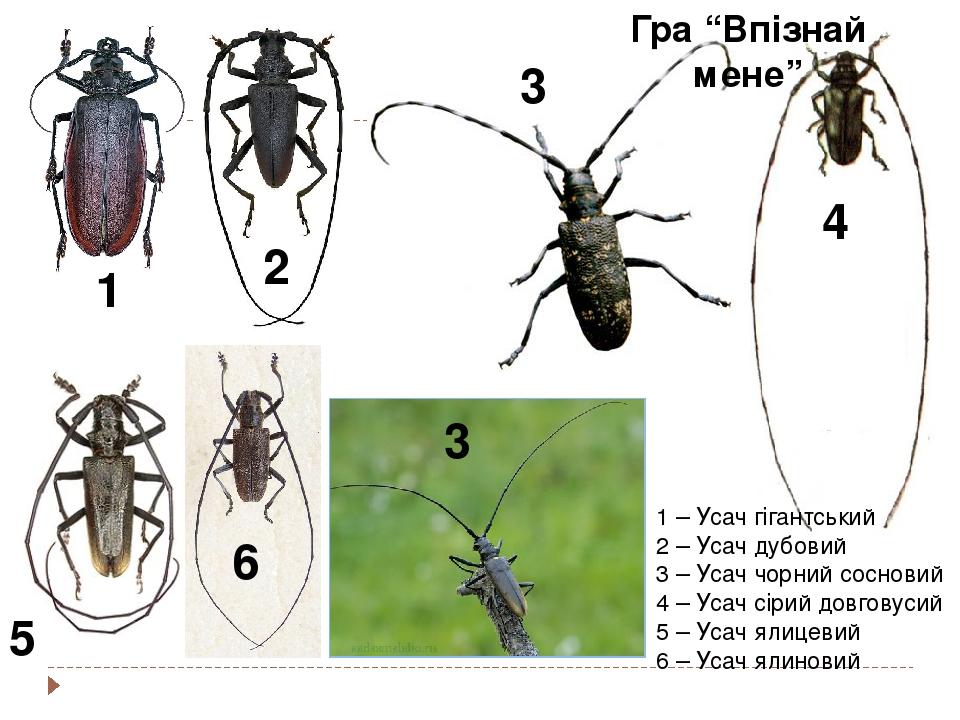 3 1 4 6 5 2 1 – Усач гігантський 2 – Усач дубовий 3 – Усач чорний сосновий 4 – Усач сірий довговусий 5 – Усач ялицевий 6 – Усач ялиновий 3 Гра “Впі...