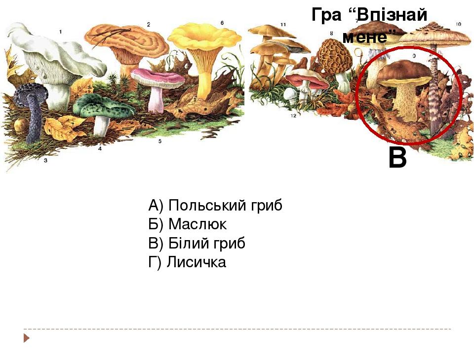 А) Польський гриб Б) Маслюк В) Білий гриб Г) Лисичка В Гра “Впізнай мене”
