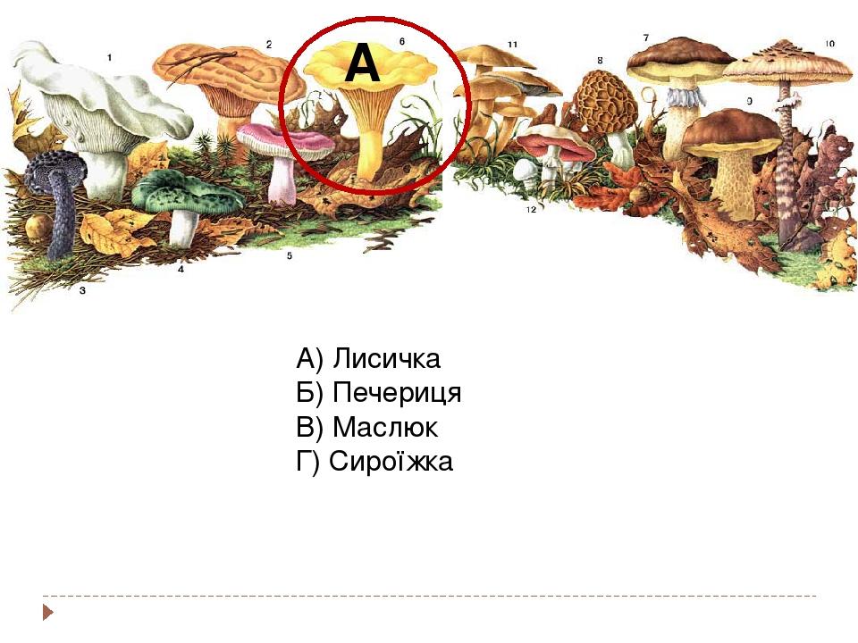 А) Лисичка Б) Печериця В) Маслюк Г) Сироїжка А