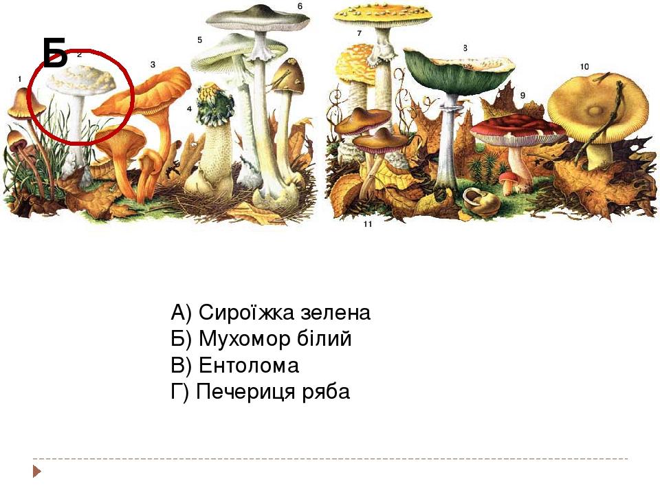 А) Сироїжка зелена Б) Мухомор білий В) Ентолома Г) Печериця ряба Б