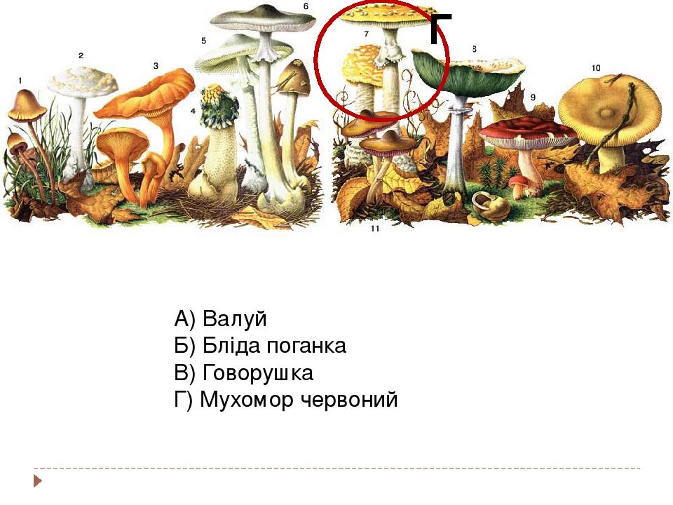А) Валуй Б) Бліда поганка В) Говорушка Г) Мухомор червоний Г