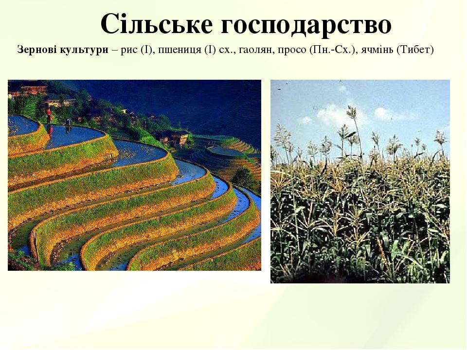 Сільське господарство Зернові культури – рис (І), пшениця (І) сх., гаолян, просо (Пн.-Сх.), ячмінь (Тибет)