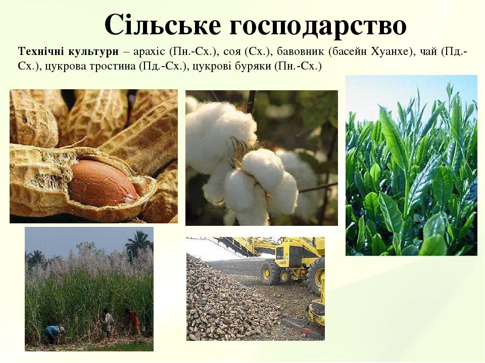 Сільське господарство Технічні культури – арахіс (Пн.-Сх.), соя (Сх.), бавовник (басейн Хуанхе), чай (Пд.-Сх.), цукрова тростина (Пд.-Сх.), цукрові...