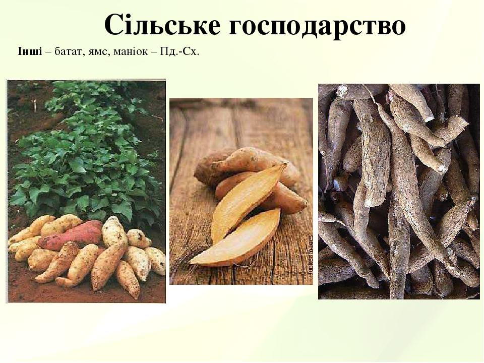 Сільське господарство Інші – батат, ямс, маніок – Пд.-Сх.