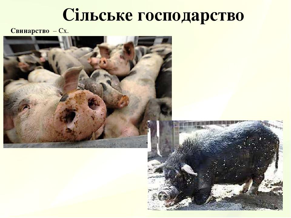 Сільське господарство Свинарство – Сх.