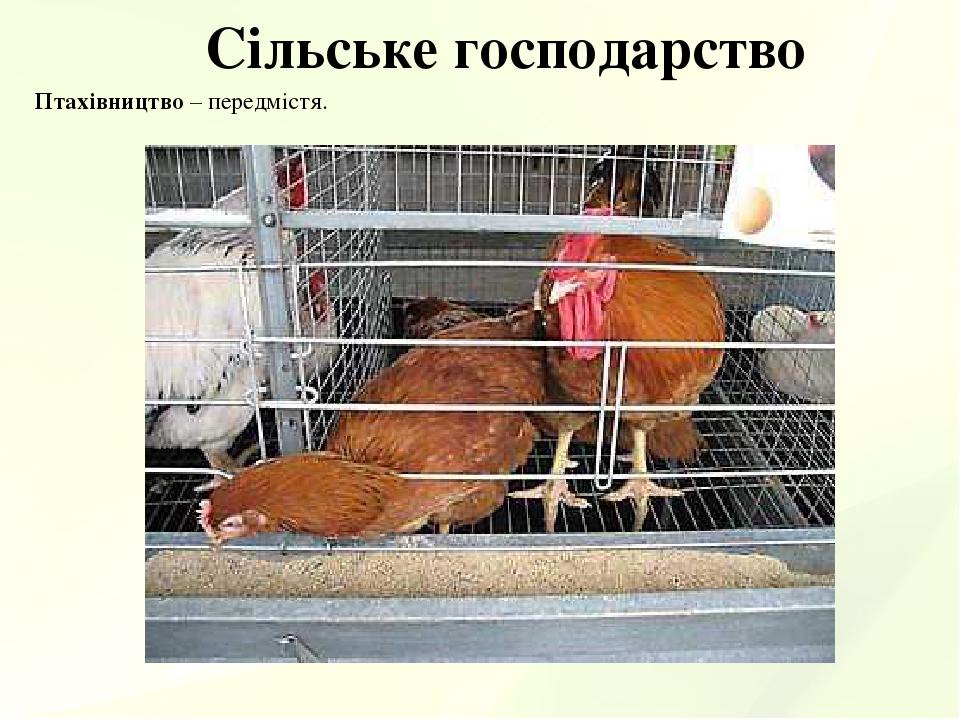 Сільське господарство Птахівництво – передмістя.