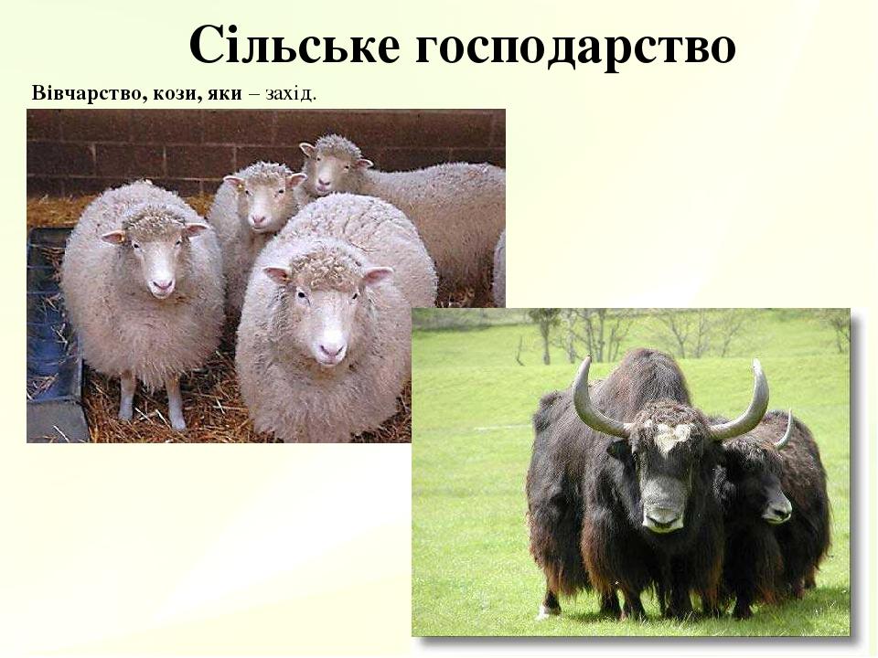 Сільське господарство Вівчарство, кози, яки – захід.