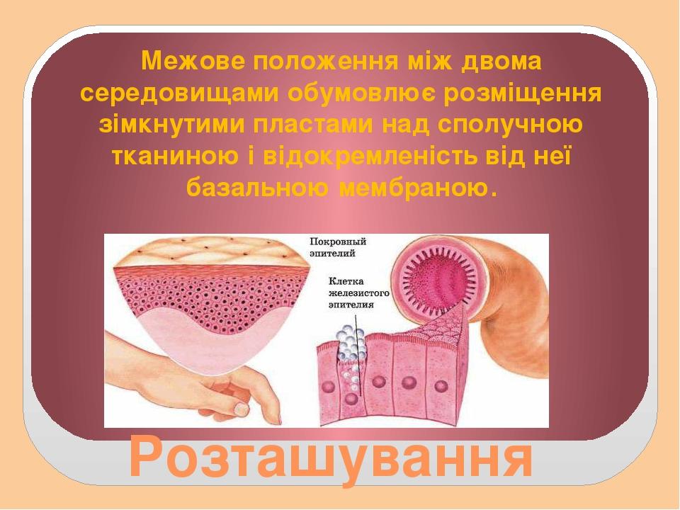 Розташування Межове положення між двома середовищами обумовлює розміщення зімкнутими пластами над сполучною тканиною і відокремленість від неї база...