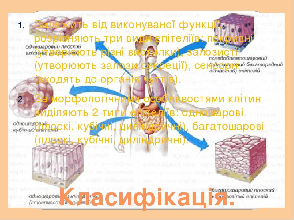 Класифікація. Залежить від виконуваної функції, розрізняють три види епітеліїв: покривні (утворюють різні вистилки), залозисті (утворюють залози се...