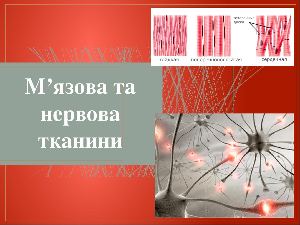 М'язова тканина