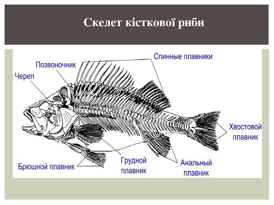 Скелети хребетних тварин | Презентація. Біологія