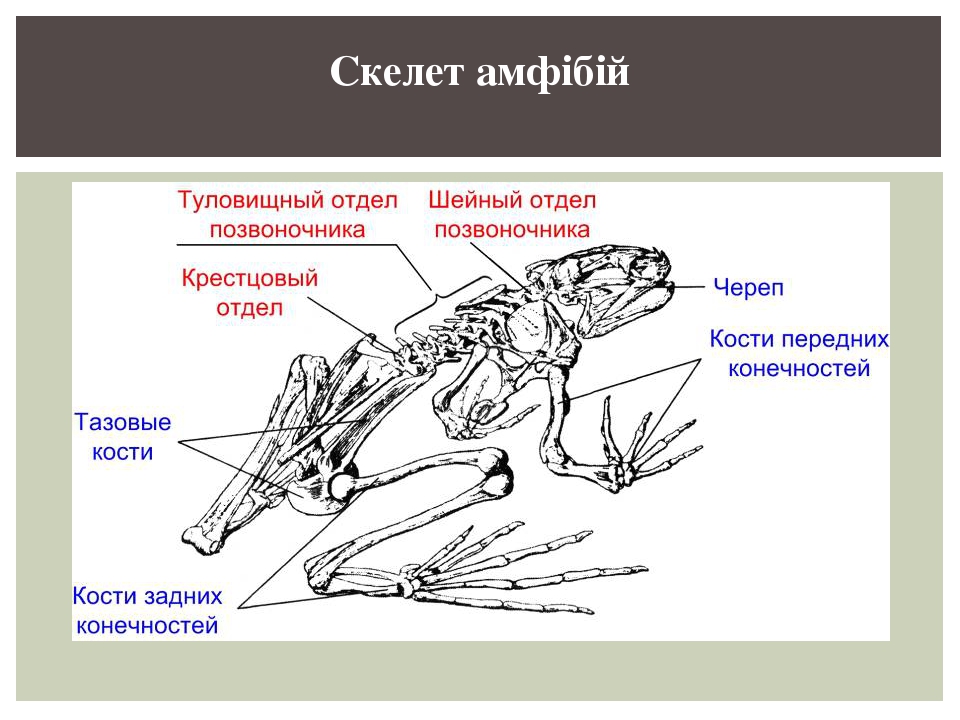 Скелет лягушки позвоночник. Строение скелета земноводного. Отделы скелета лягушки. Строение лягушки кости. Скелет лягушки 8 класс биология.