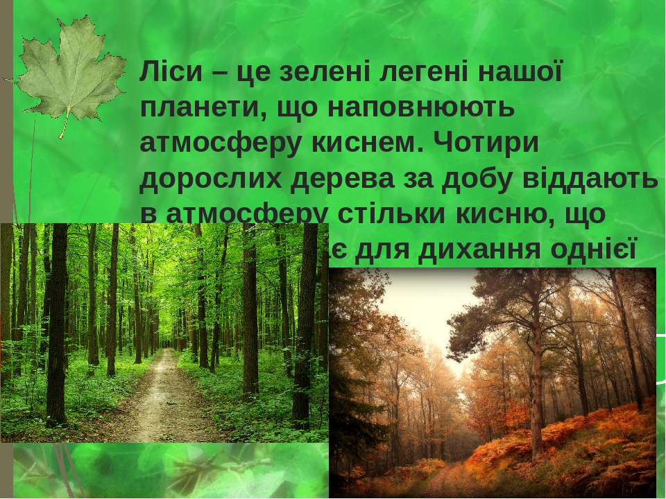 Ліси – це зелені легені нашої планети, що наповнюють атмосферу киснем. Чотири дорослих дерева за добу віддають в атмосферу стільки кисню, що його в...