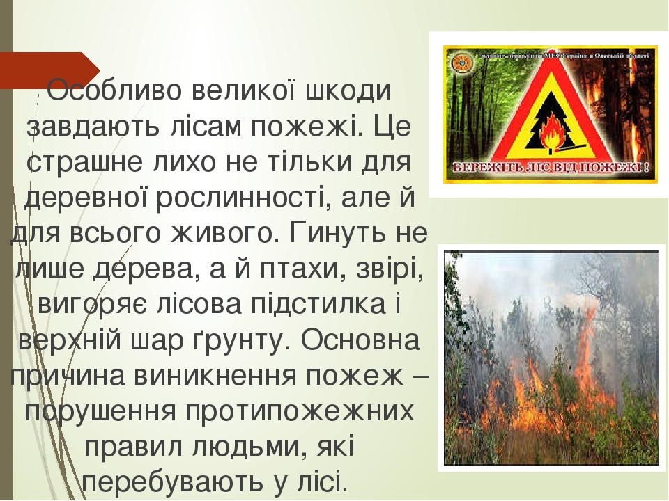 Особливо великої шкоди завдають лісам пожежі. Це страшне лихо не тільки для деревної рослинності, але й для всього живого. Гинуть не лише дерева, а...