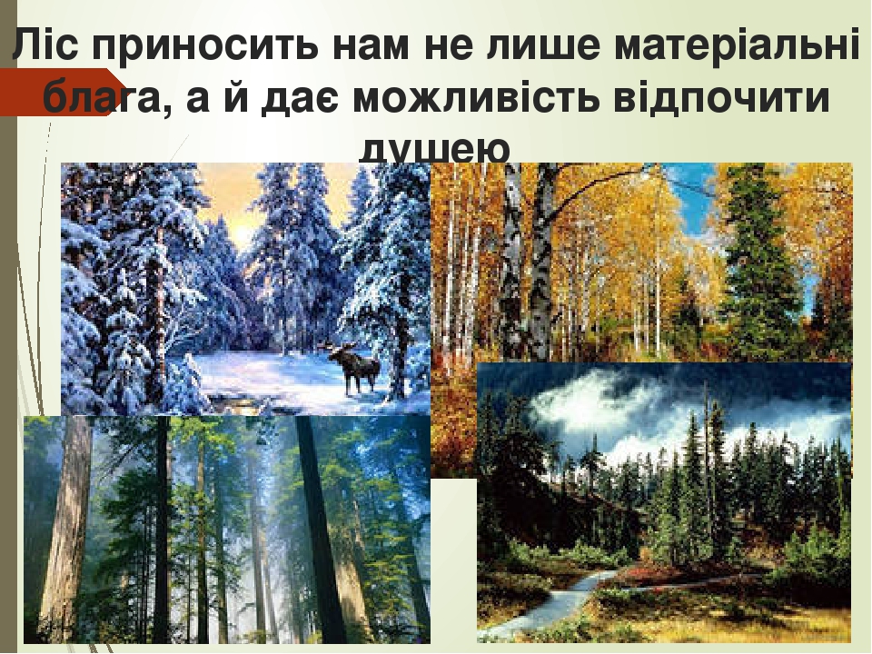 Ліс приносить нам не лише матеріальні блага, а й дає можливість відпочити душею