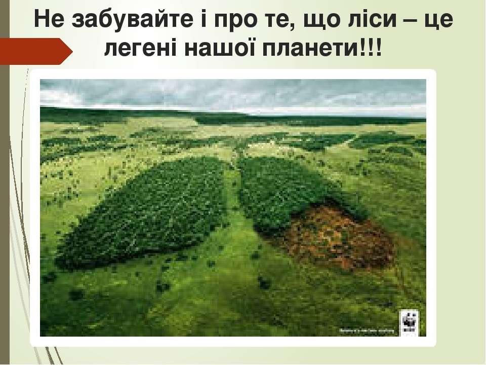 Не забувайте і про те, що ліси – це легені нашої планети!!!