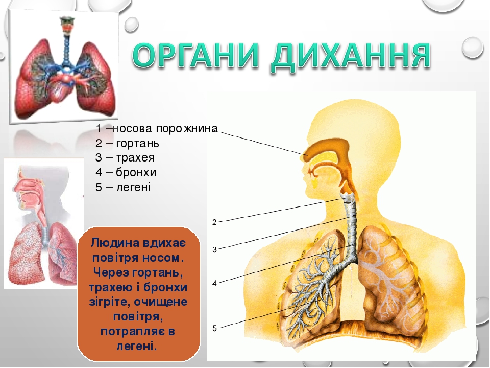 Презентація до уроку природознавство "Дихальна система"