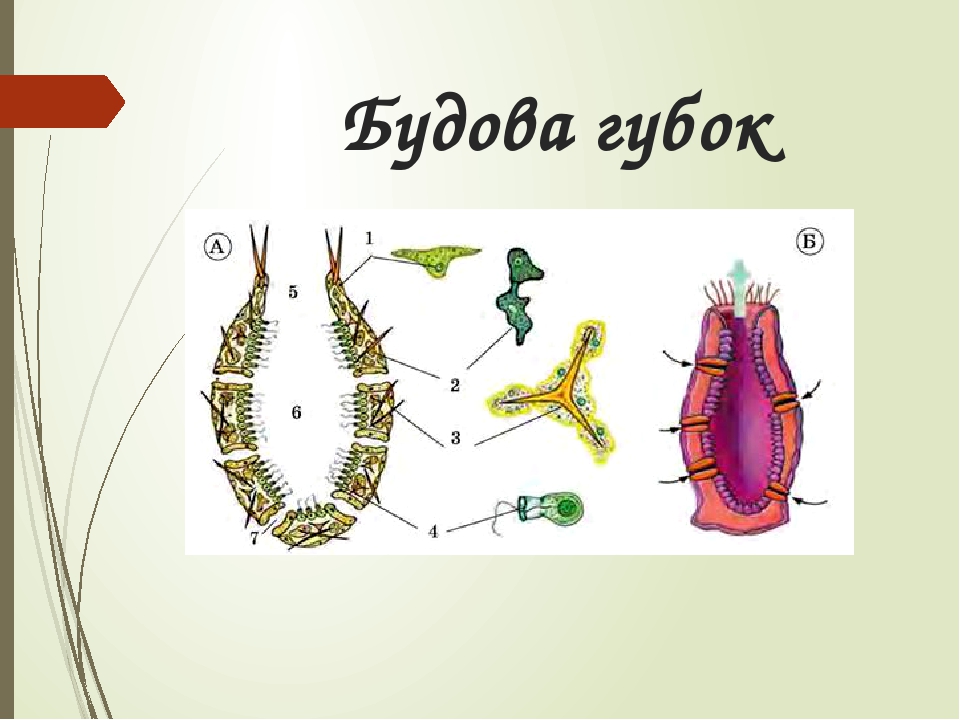 Зарисуйте схему строения губки подпишите основные части опишите особенности внешнего строения губки