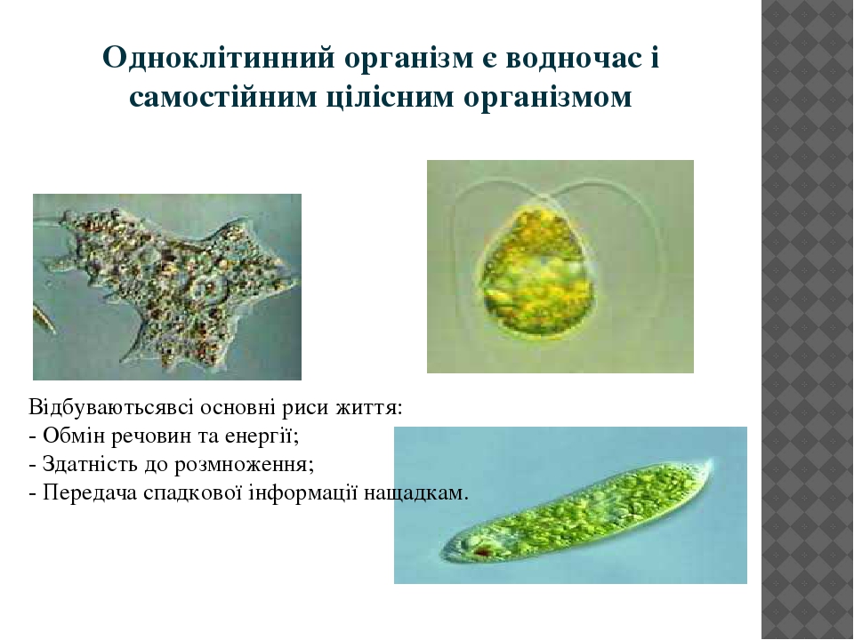Клітина -одиниця живого