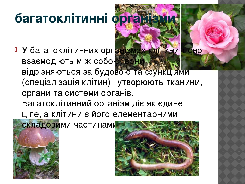Клітина -одиниця живого
