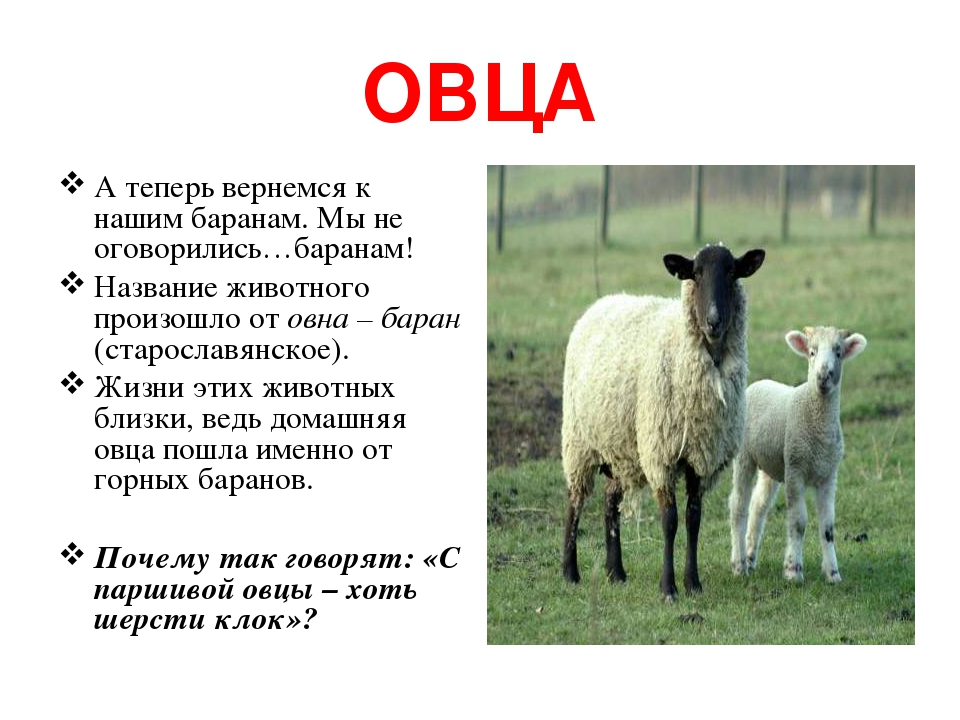 Загадка у барана спереди. Баран для презентации. Описание овцы. Имена для овечек. Овца информация для детей.