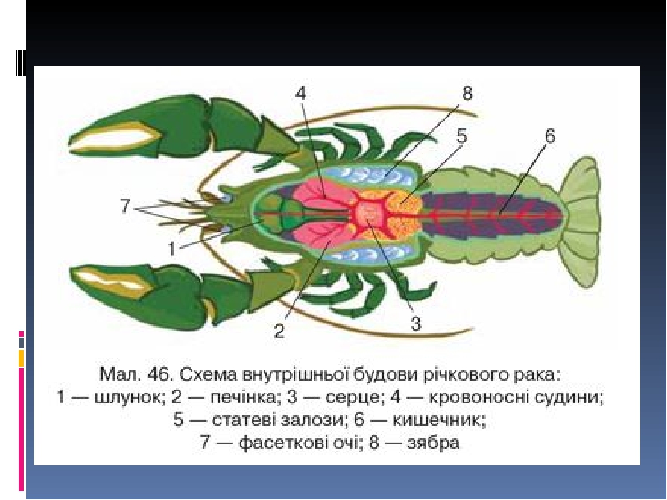 Строение Рака Картинки