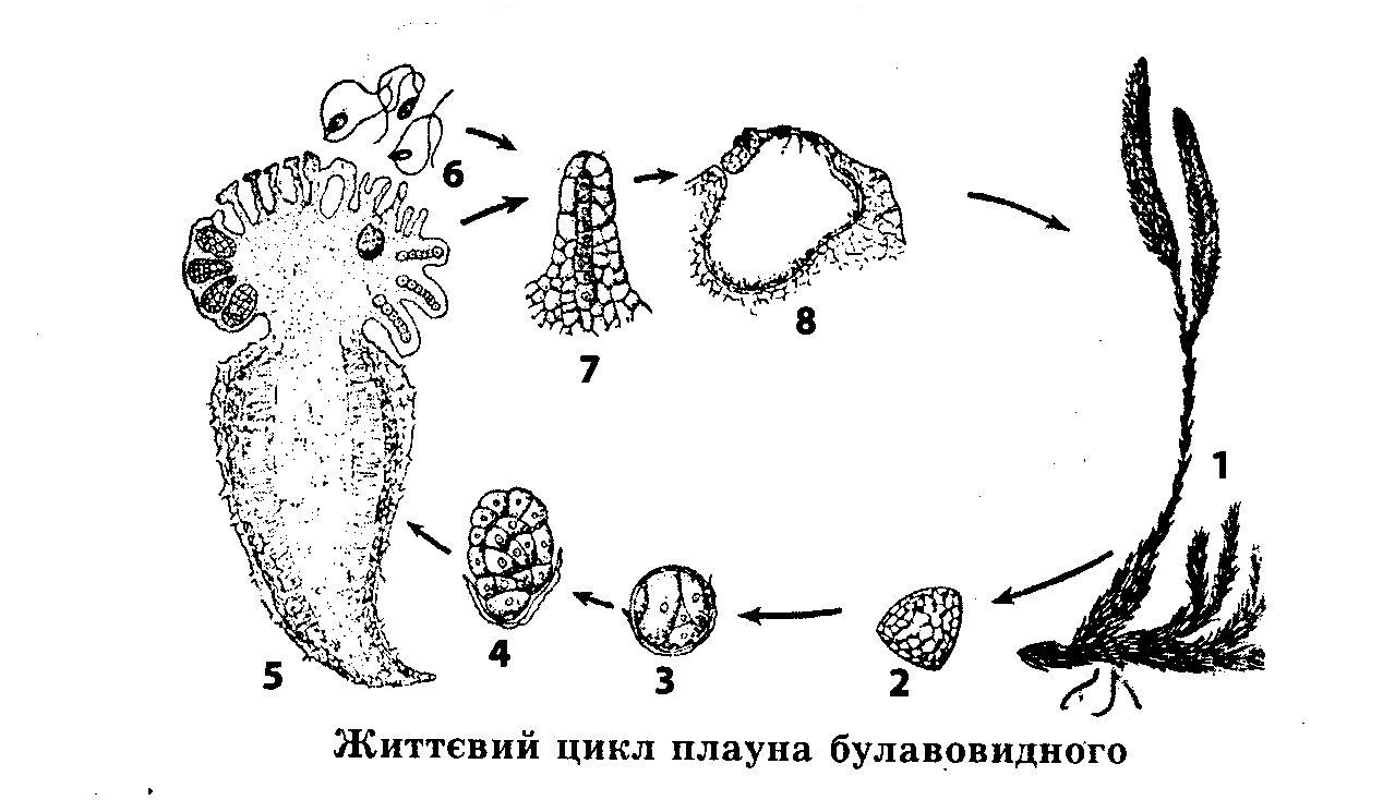 Размножение плауна булавовидного схема. Схема жизненного цикла плауна булавовидного рисунок. Заросток плауна булавовидного. Плаун булавовидный размножение.