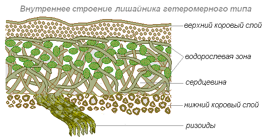 Строение лишайника рисунок 7 класс с подписями