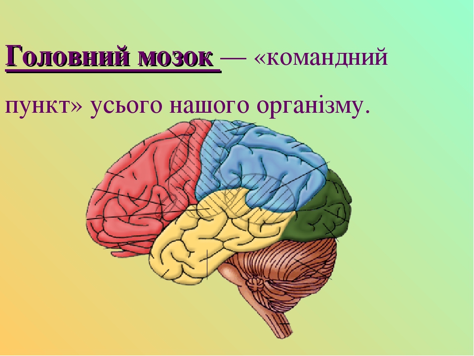 Головний мозок — «командний пункт» усього нашого організму.