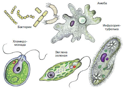 Картинка одноклеточные организмы