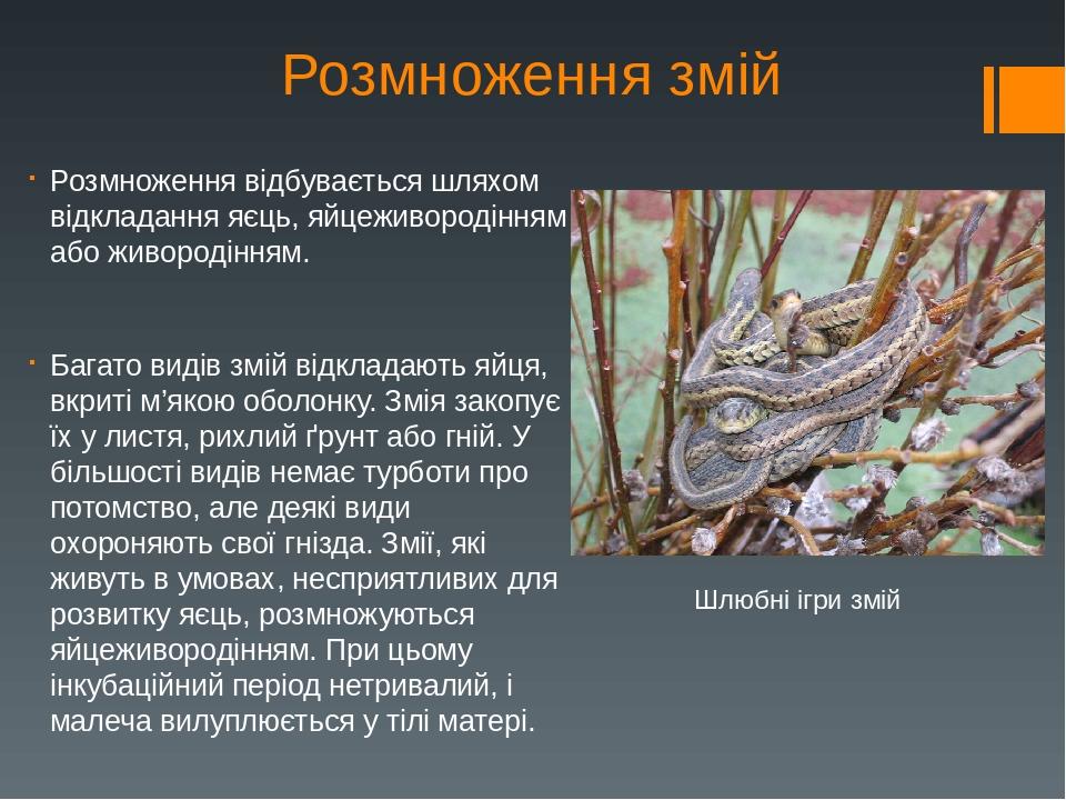 Презентація на тему : Отруйні змії | Презентація. Біологія