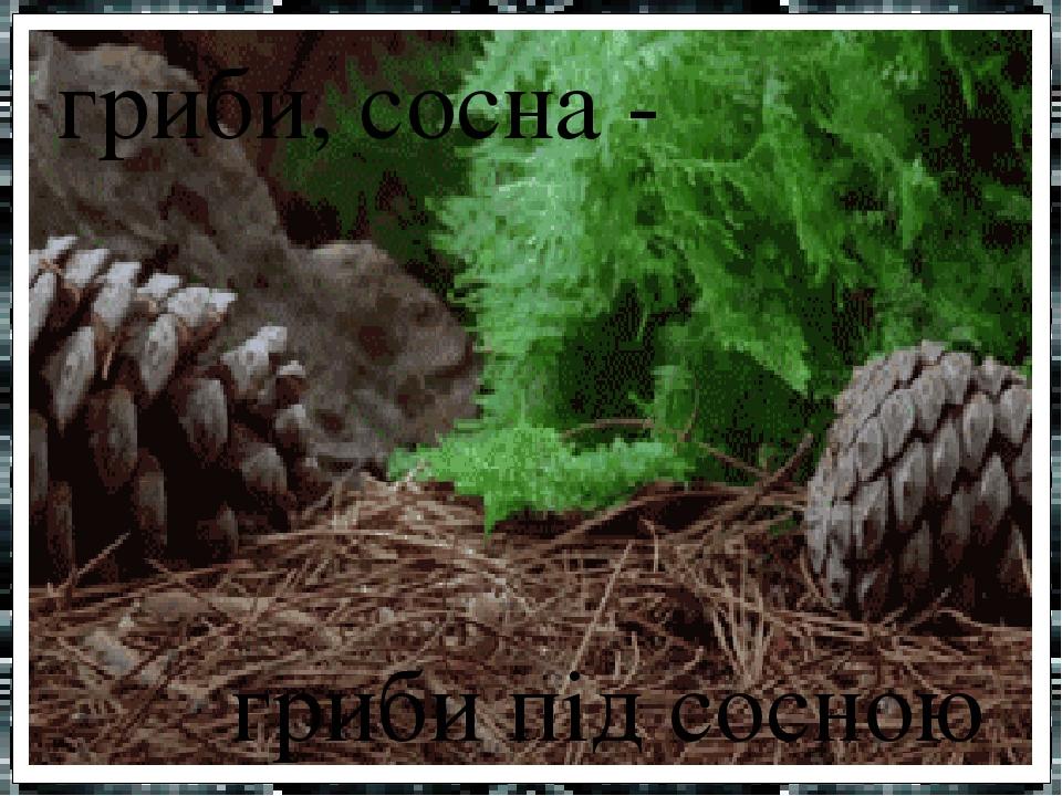 гриби, сосна - гриби під сосною