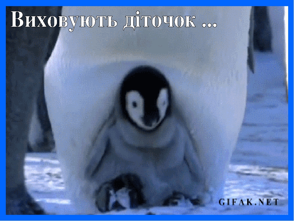 Картинках надписью, смешные гифки пингвины