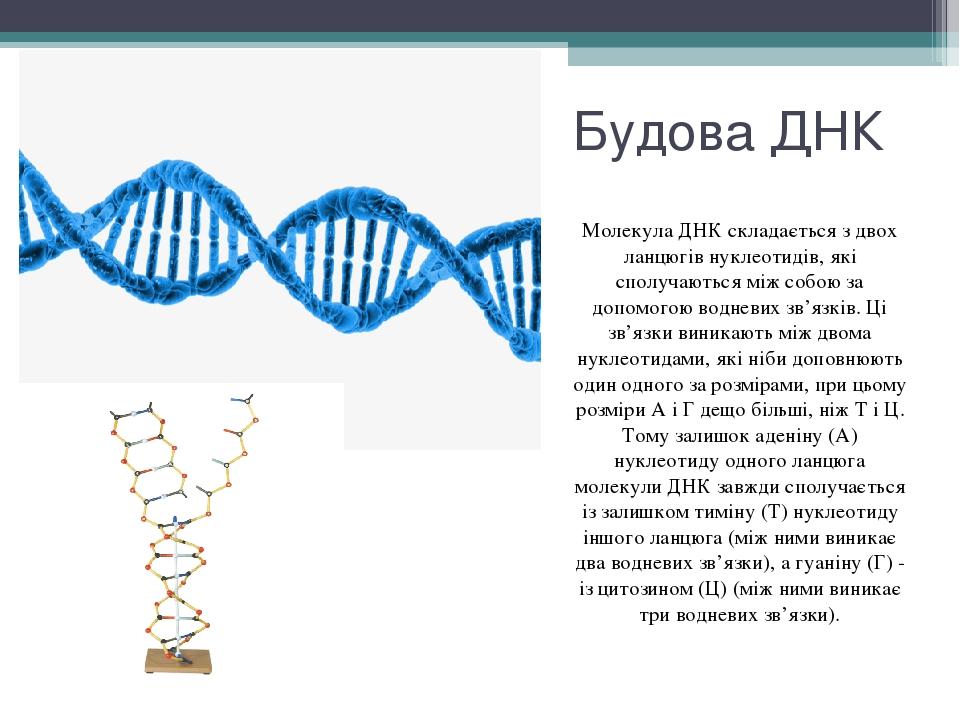 Схема нуклеотида днк