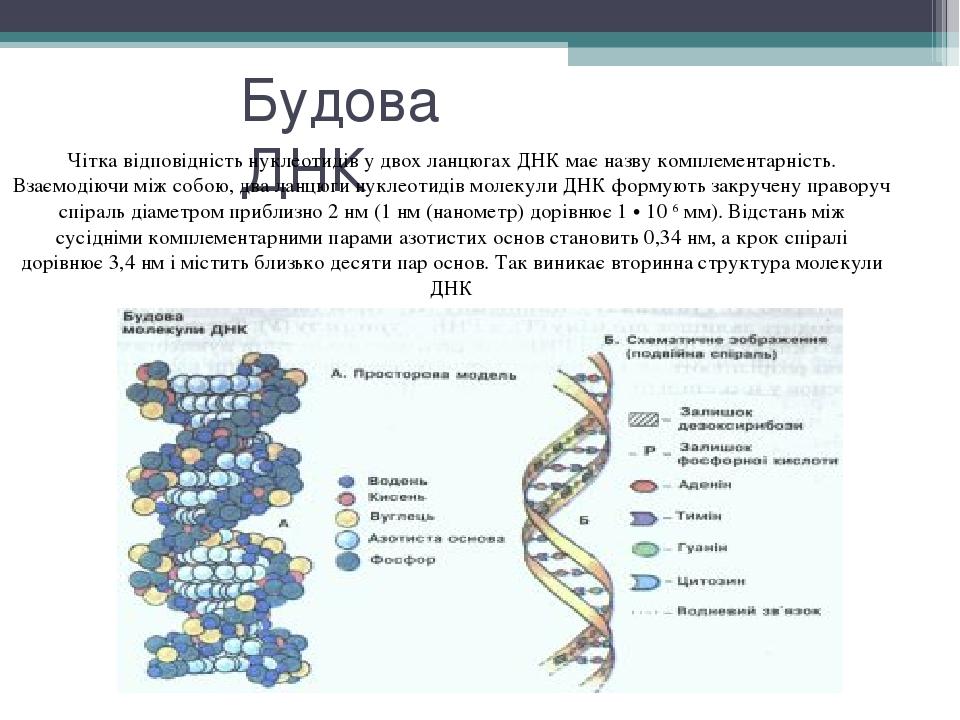 Грибы днк 2. Схема структуры двухцепочечной ДНК. Ланцюг ДНК.