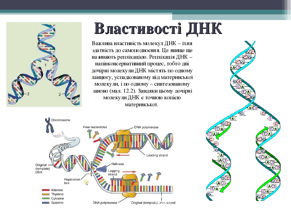 Передача днк телефон как свезаца