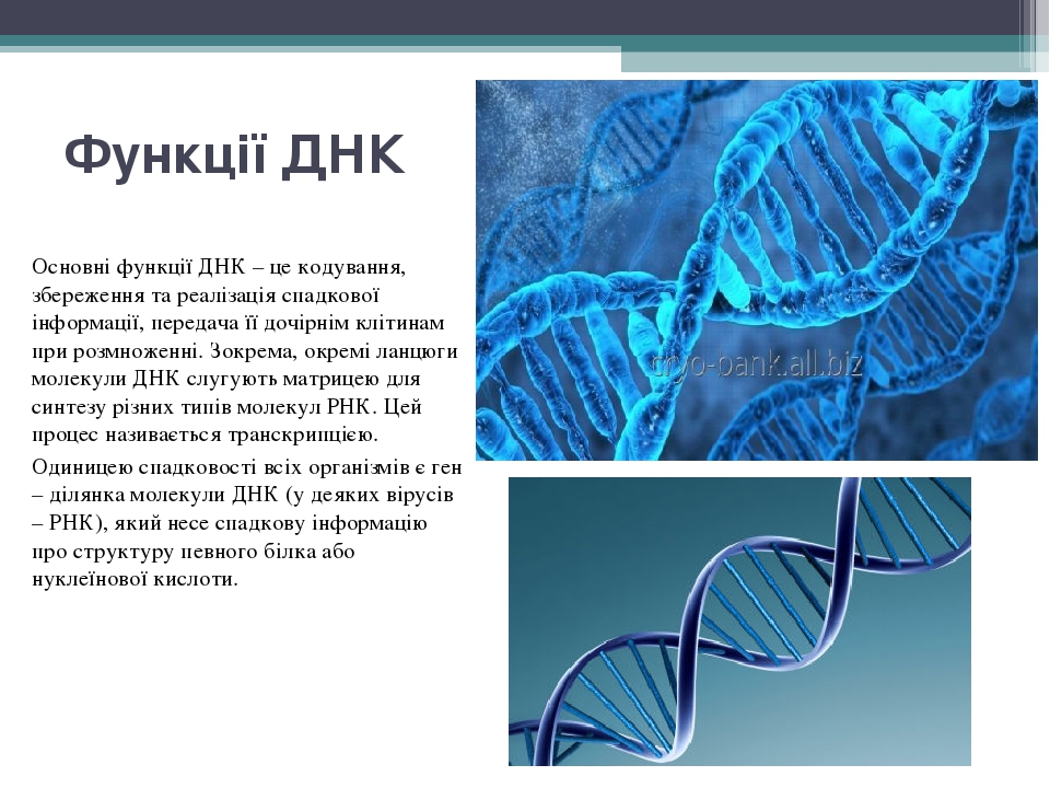 Тести з біології збереження спадкової інформації. Форма збереження спадкової інформації у рослин.