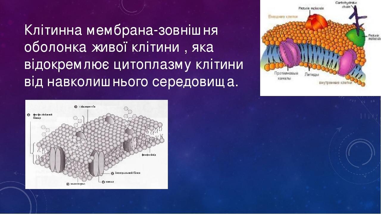 Презентація на тему : Будова клітинної мембрани | Презентація. Біологія