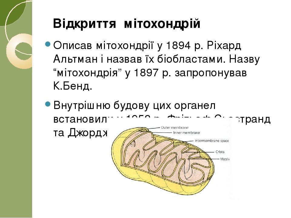 Двомембранні органели | Презентація. Біологія