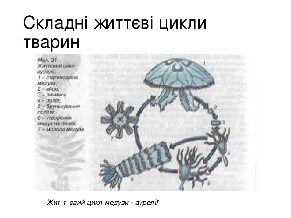 Життєві цикли рослин і тварин | Презентація. Біологія