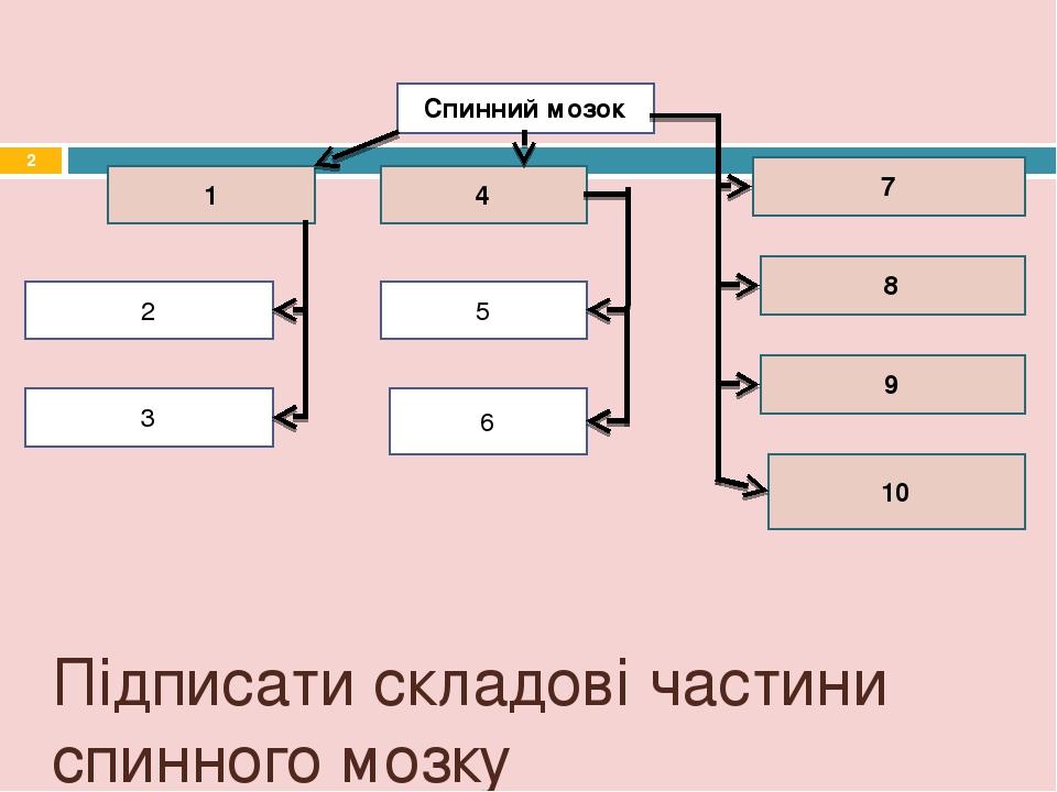 Спинний мозок 1 4 7 2 3 5 6 9 10 8 Підписати складові частини спинного мозку *