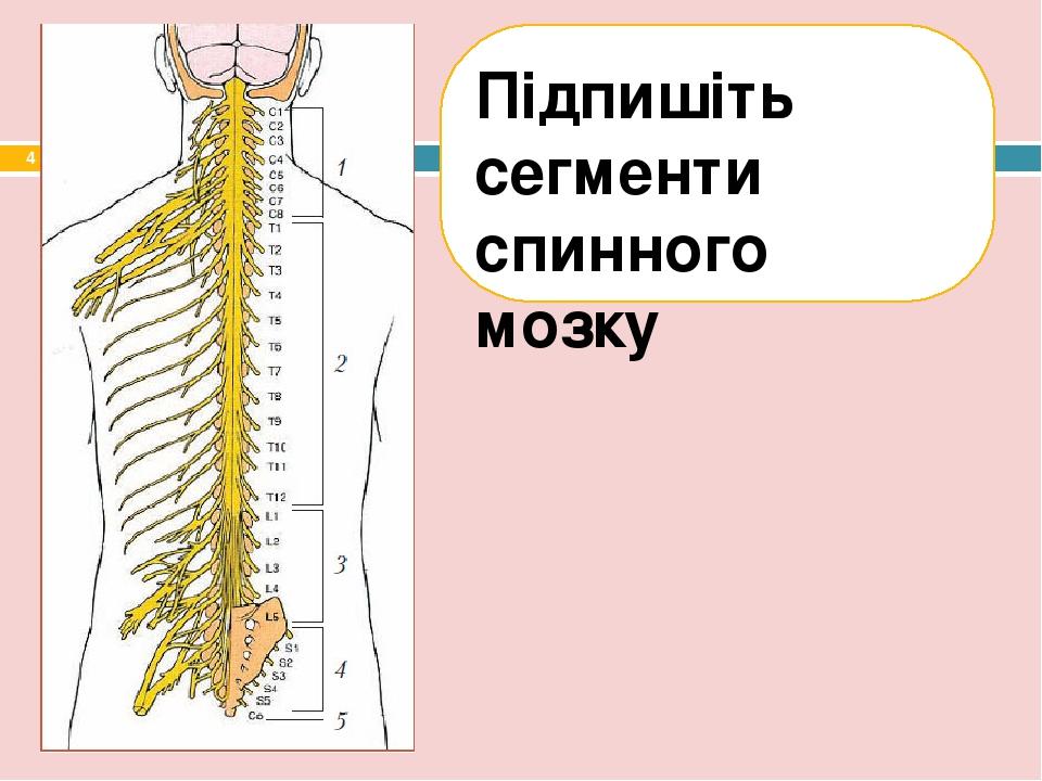 Підпишіть сегменти спинного мозку *