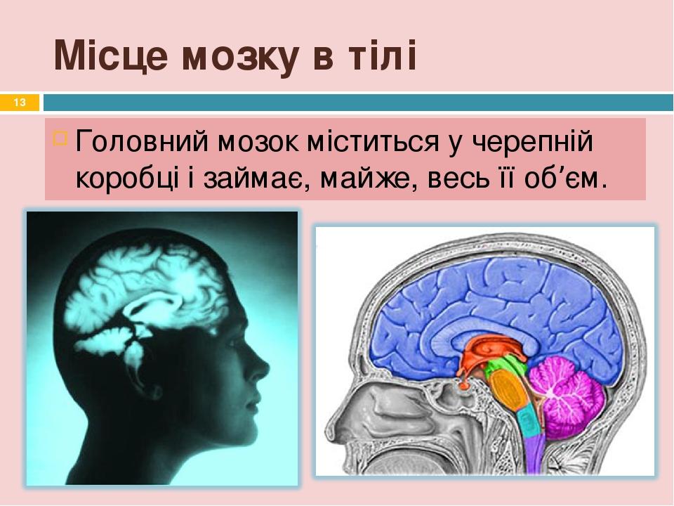 Місце мозку в тілі Головний мозок міститься у черепній коробці і займає, майже, весь її об’єм. *